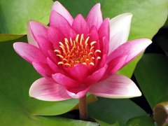 Fototapet Lotus roz
