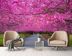 Аллея из розовых деревьев сакуры