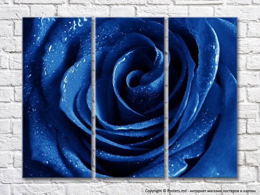 Triptic trandafir albastru