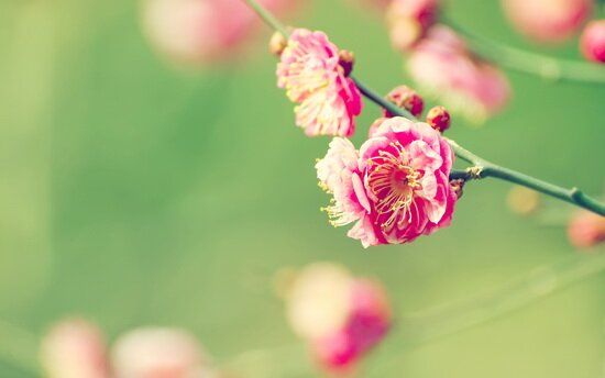 flori de sakura