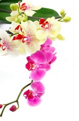 Фотообои Желтая и розовая орхидея
