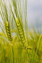 Фотообои Два зеленых колоска пшеницы