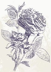 Fototapet Desen de trandafir în creion