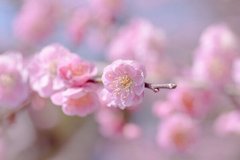 Фотообои Цветущая ветка сакуры