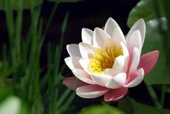 Фотообои Большой цветок лотоса