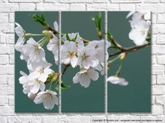 Белые цветы сакуры на изумрудном фоне