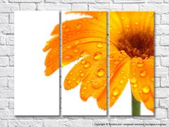 Цветок оранжевой герберы с каплями росы