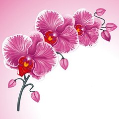 Fototapet Orhidee roz pe fundal roz