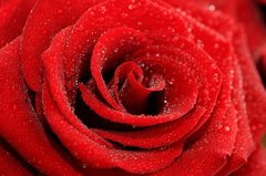 Фотообои Бутон красной розы и роса