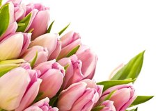 Фотообои Букет розовых тюльпанов
