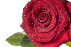 Фотообои Бутон красной розы с каплями
