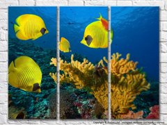 Кораллы и желтые рыбки на дне