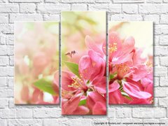 Яблоневые розовые цветы и пчела