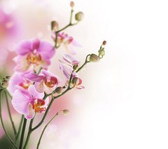Fototapet Ramuri de orhidee liliac pe fundal alb