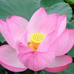 Fototapet Floare de lotus roz