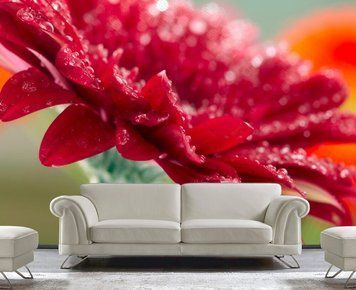 Picături de rouă pe petalele roșii ale unei flori mari de gerbera