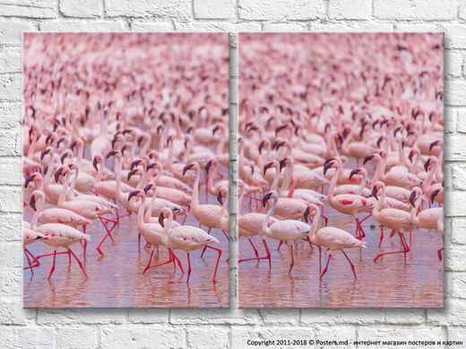 Огромная стая розовых фламинго