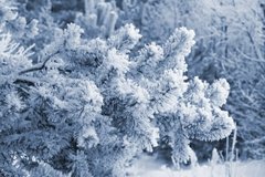 Фотообои Еловая ветка в снегу