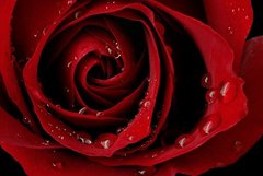 Фотообои Красной розы бутон