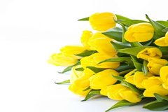 Фотообои Букет из желтых тюльпанов