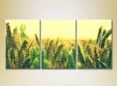 Триптих Пшеничное поле_02