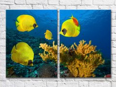 Желтые рыбки и кораллы на дне