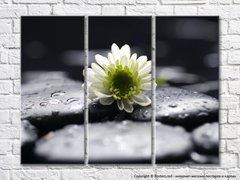 Белый цветок на черной гальке с каплями воды