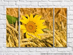 Floarea soarelui în spice de grâu