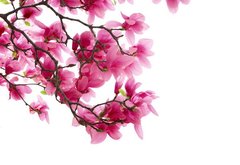 Fototapet Ramă de magnolie roz