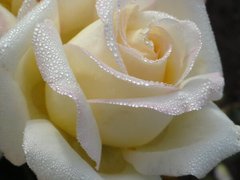 Фотообои Бутон белой розы и роса