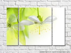 Белый цветок с тычинками на светло-зеленом фоне