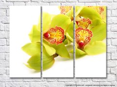 Салатовые цветки орхидеи на белом фоне