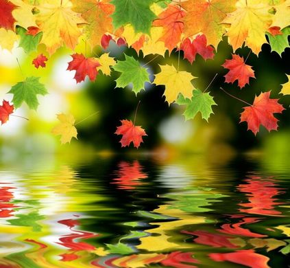 Фотообои Осенние листья над водой