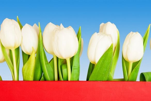 Фотообои Белые тюльпаны на голубом фоне