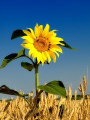 Fototapet Floarea soarelui într-un câmp de grâu