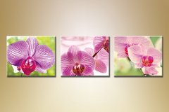 Триптих Орхидеи 12
