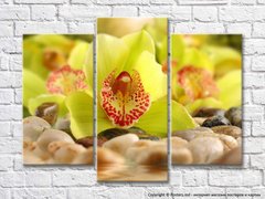Салатовые цветки орхидеи на камнях