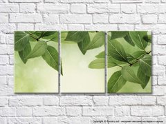 Триптих из зеленых веток растений