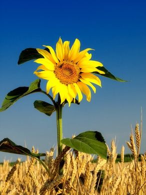 Fototapet Floarea soarelui într-un câmp de grâu