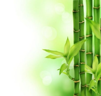 Fototapet Tulpini de bambus pe fundal alb