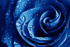 Фотообои Бутон синей розы и роса