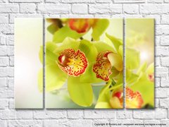 Салатовые цветки орхидеи с пестрой сердцевиной