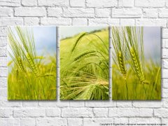Триптих из зеленых колосьев пшеницы