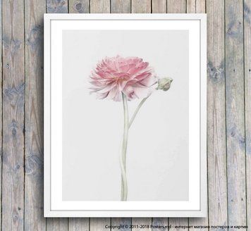 Poster gerbera roz moale, foto