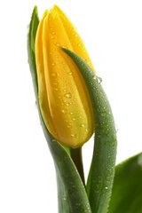 Фотообои Бутон желтого тюльпана и капли