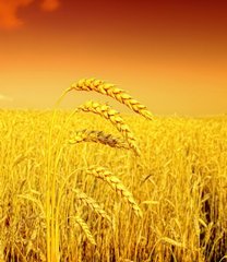 Фотообои Колоски пшеницы на фоне заката