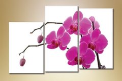 Триптих Орхидеи 6
