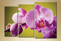 Триптих Орхидеи 3