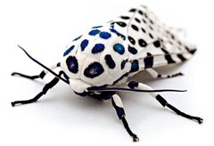 Insects_02