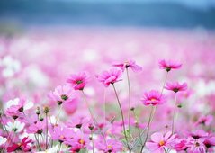 Фотообои Розовые весенние цветы